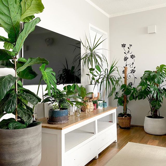Living room indoor plants gone wild design