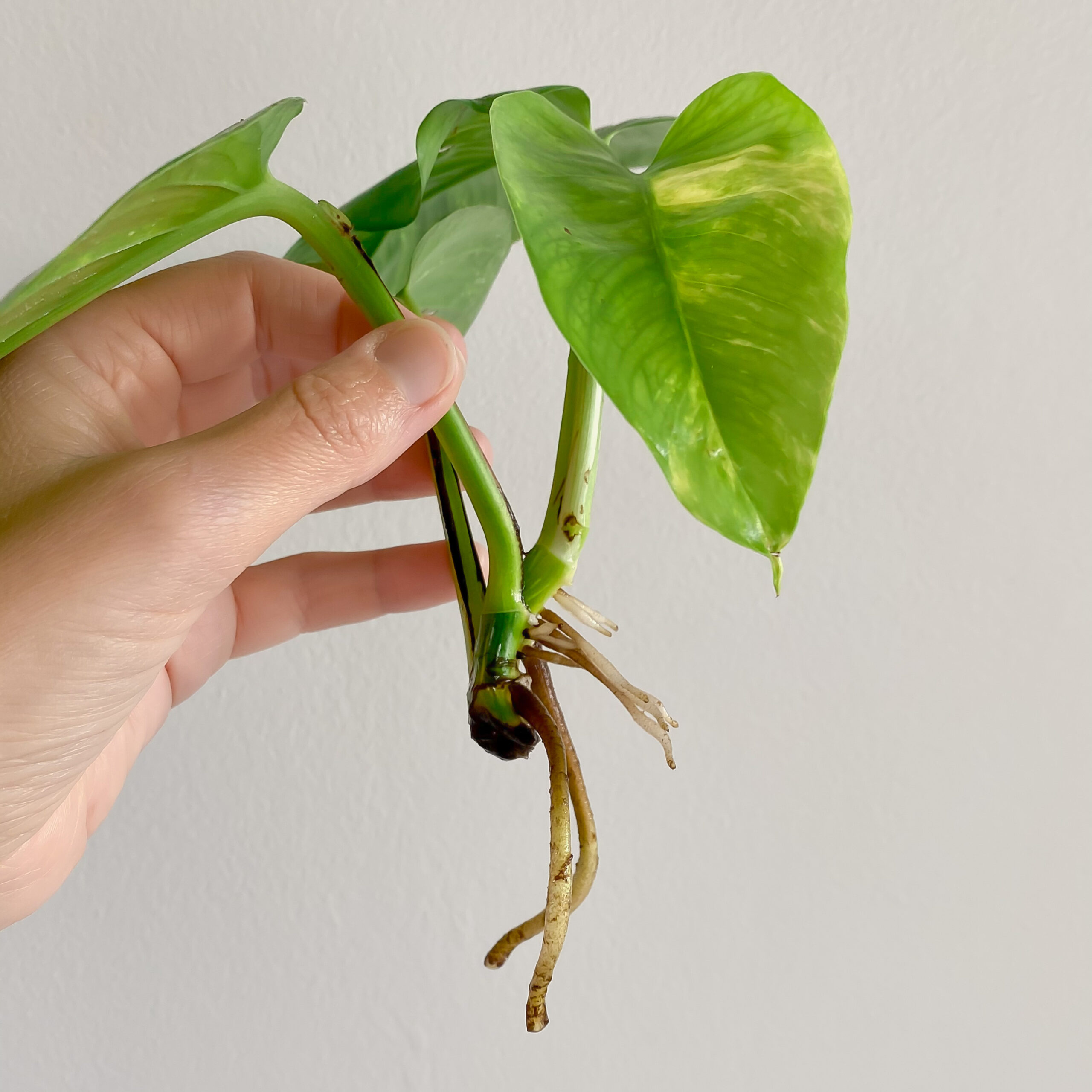 Pothos roots propagated in water