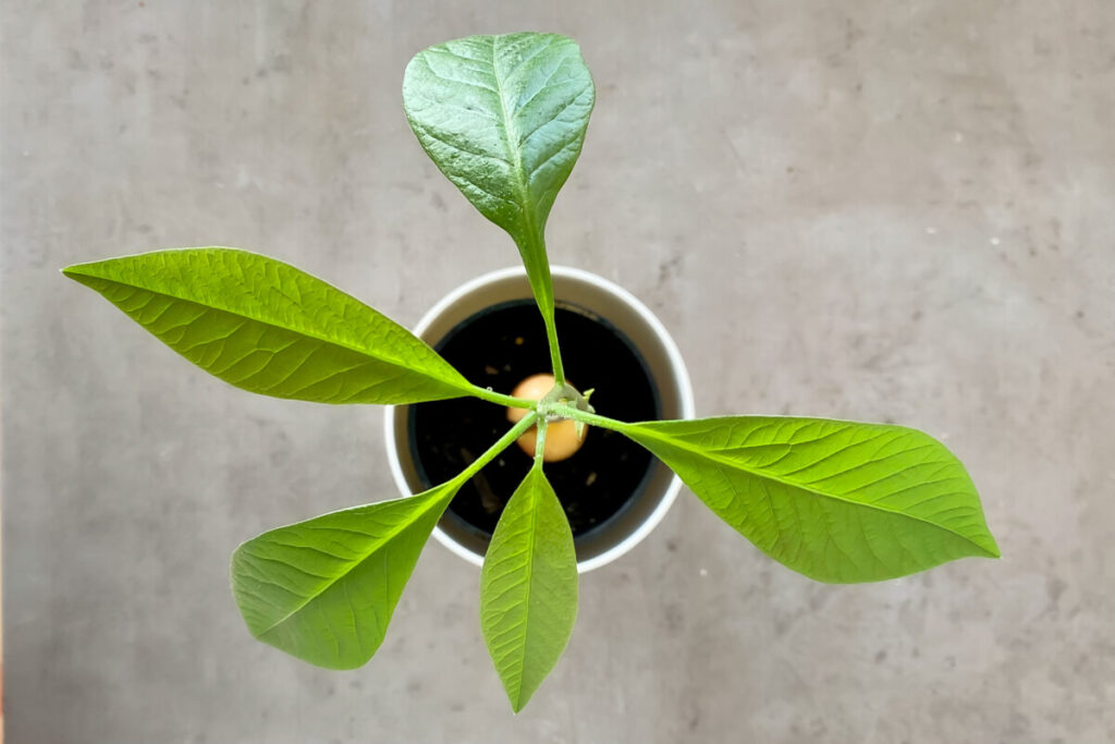 Avocado plant captured from above