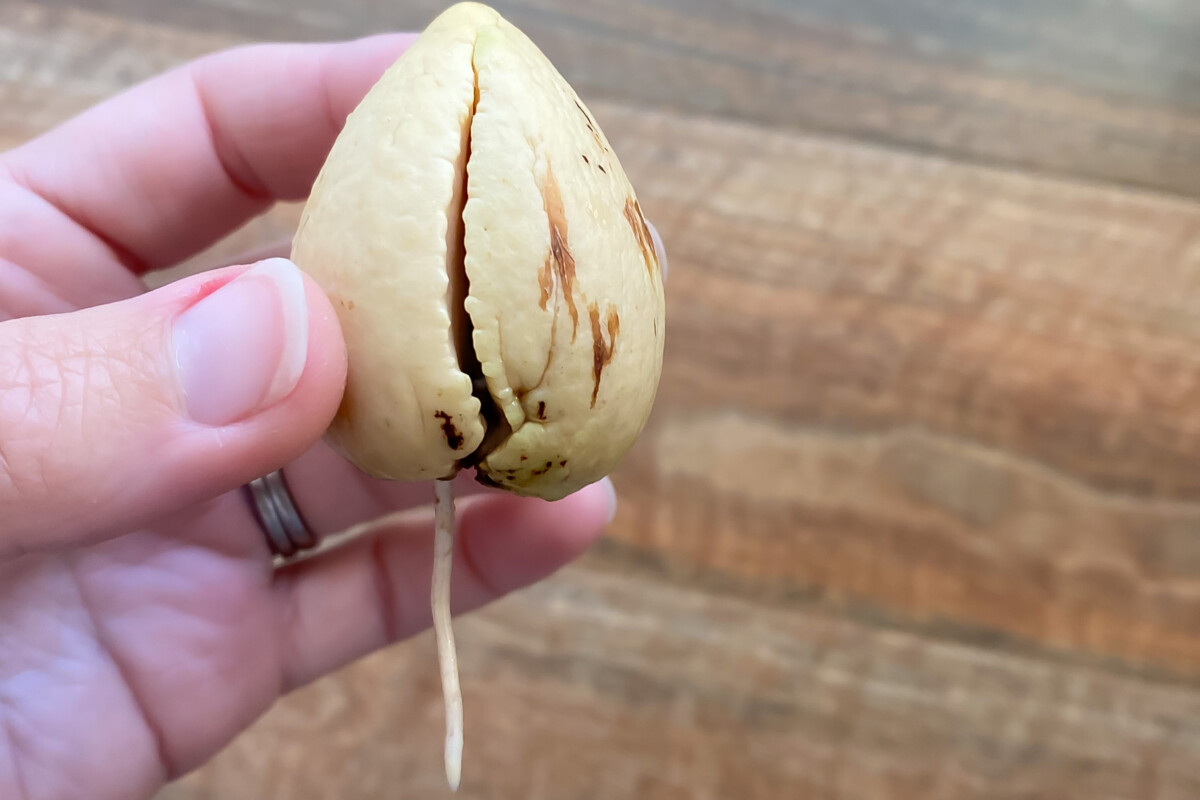 Avocado pit rooting