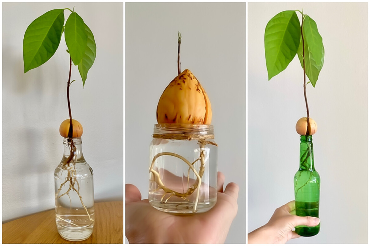 Avocado water propagation in glass jars