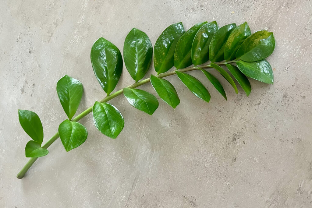 ZZ plant stem for propagation