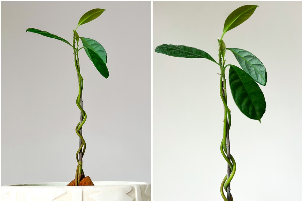 Avocado plant braiding